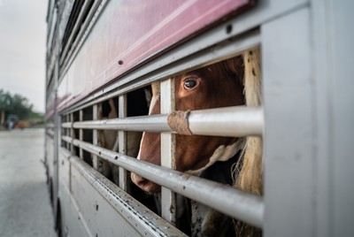 Kráva v transportu z EU na odpočívadle v Turecku - Nevinné oběti